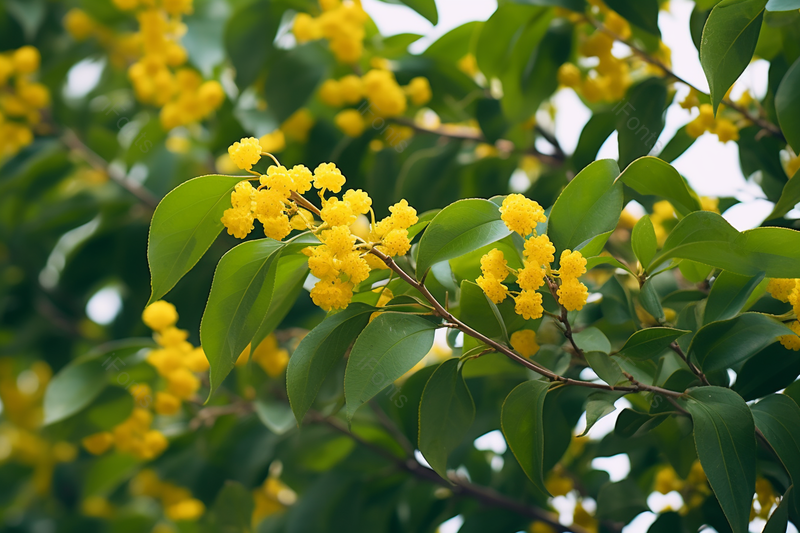 自然界盛开的小黄花特写实拍摄影图,高清,摄影图,摄影图片,图片大全,摄影图免费下载